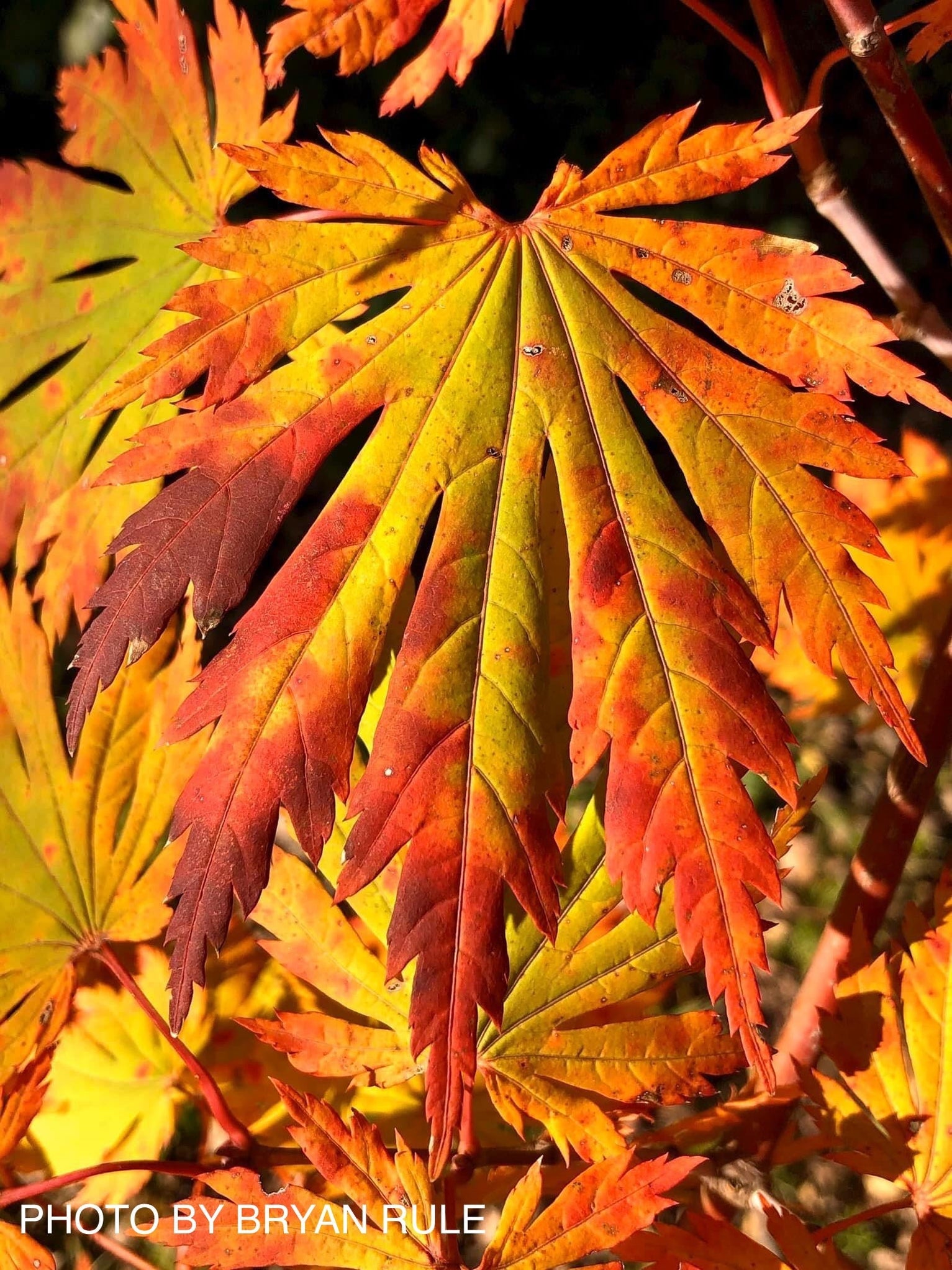 Buy Acer japonicum 'Yama kage' Mountain Shadows Full Moon Japanese ...