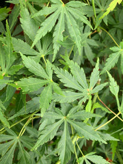 - Acer palmatum 'Fountain of Youth' Japanese Maple - Mr Maple │ Buy Japanese Maple Trees