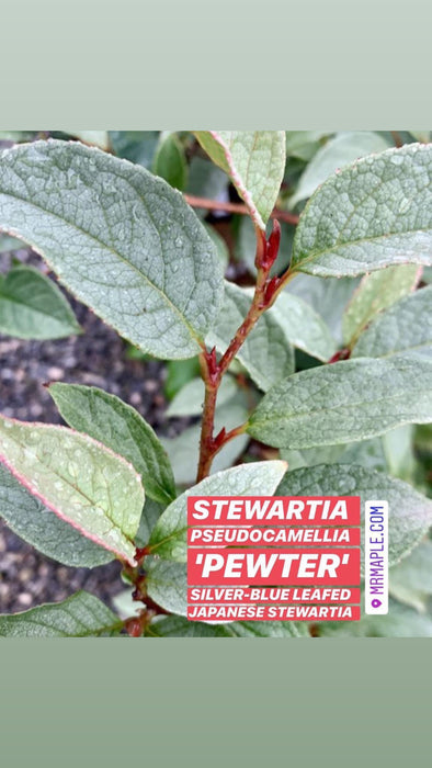 Stewartia pseudocamellia 'Pewter' Silver-Blue Leafed Japanese Stewartia