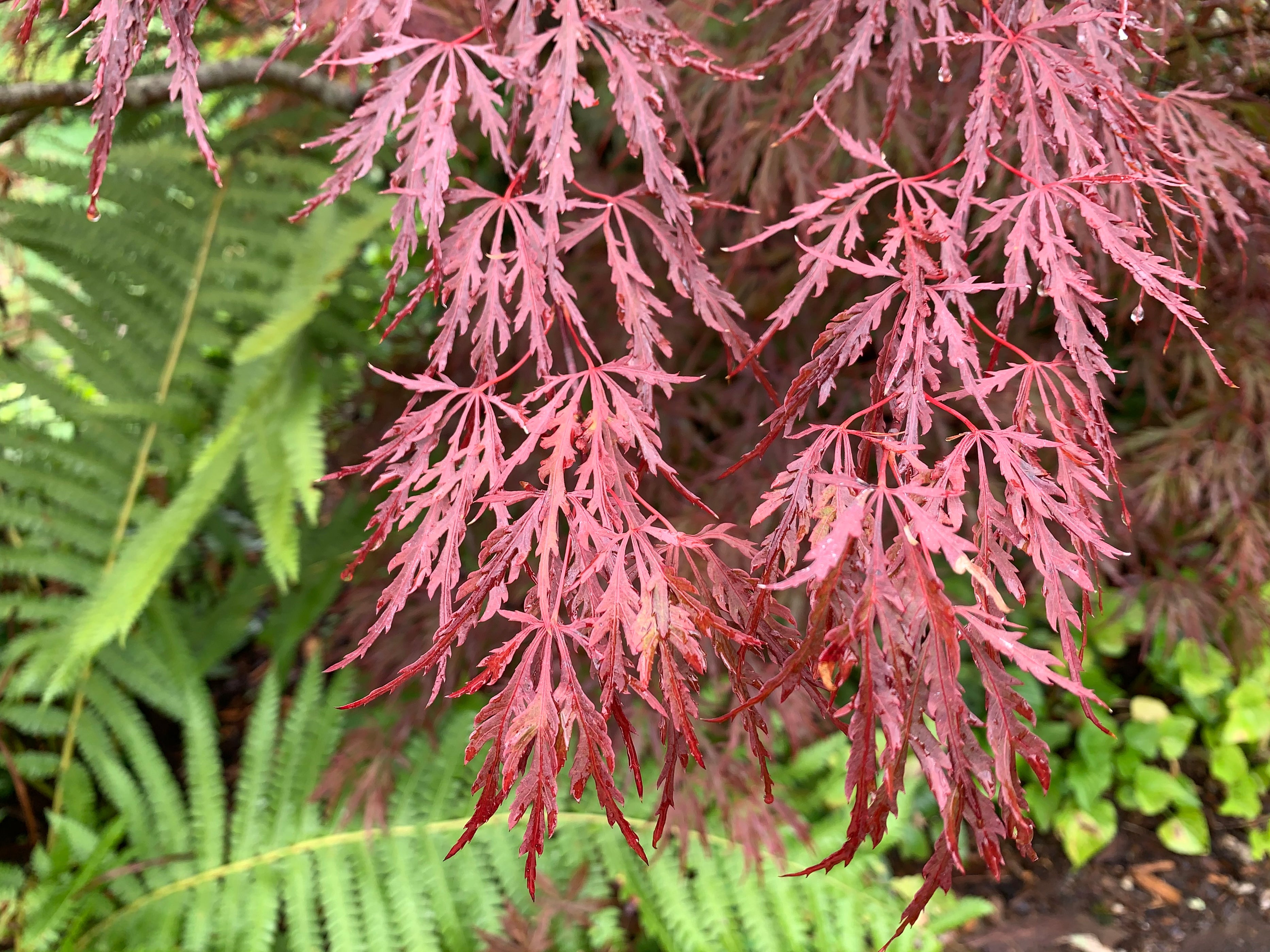 Buy Acer palmatum dissectum 'Red Dragon' Dwarf Japanese Maple — Mr
