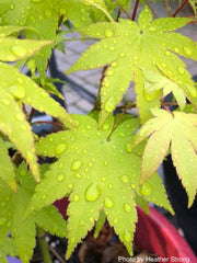 - Acer palmatum 'Summer Gold' Japanese Maple - Mr Maple │ Buy Japanese Maple Trees
