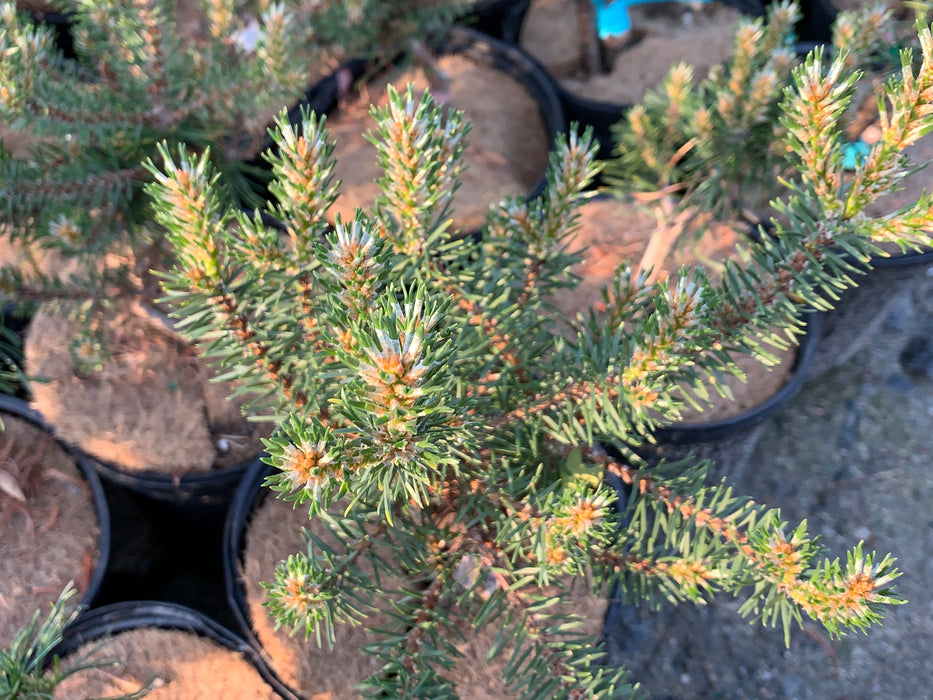 Pinus banksiana 'Manomet' Dwarf Jack Pine