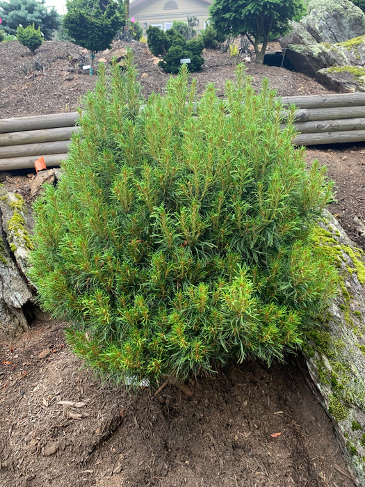 Pinus strobus 'Vercurve' Dwarf Curly White Pine