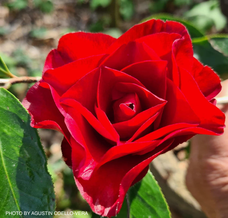 Camellia japonica 'Black Magic' Red Flowering Camellia