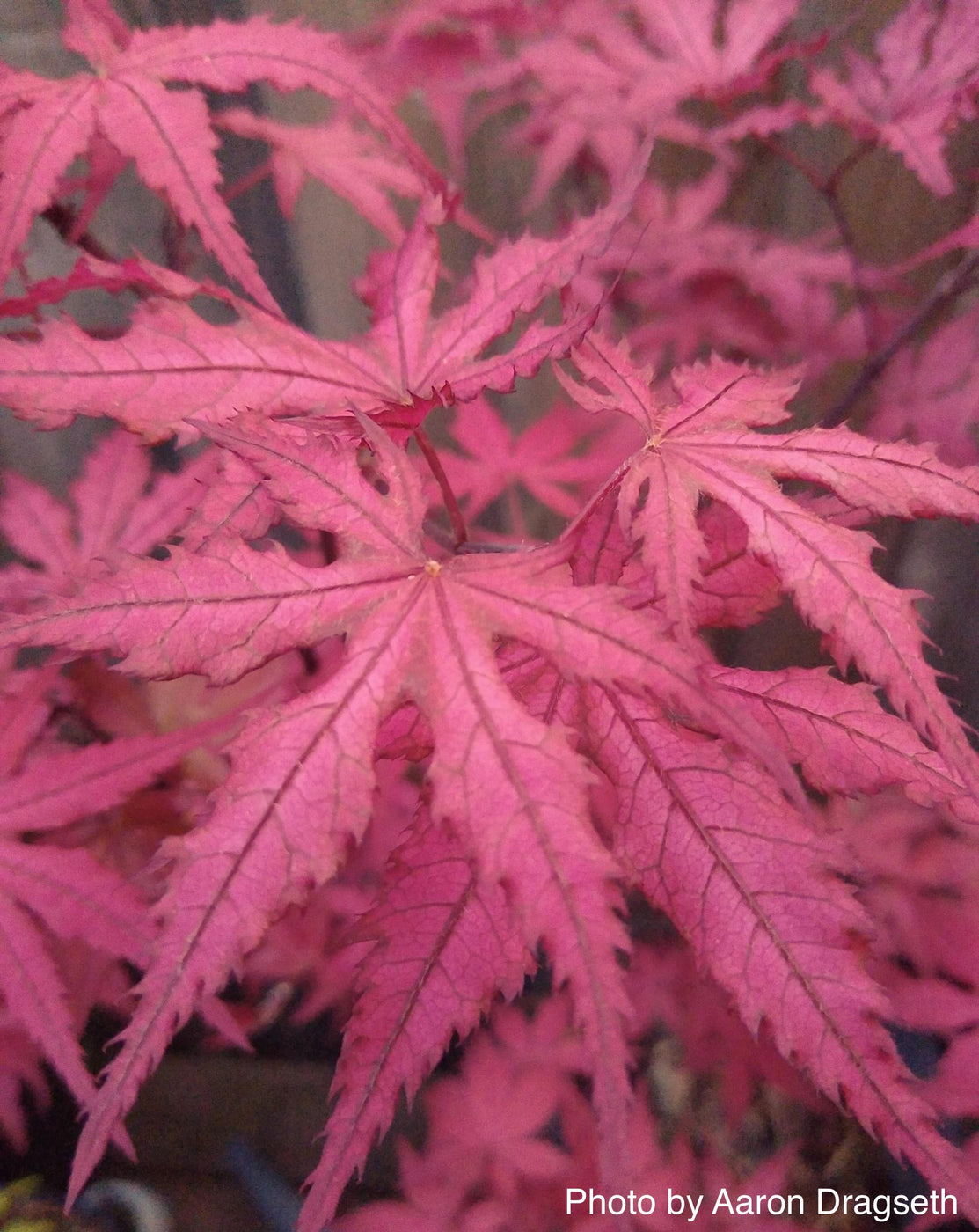 Buy Acer Palmatum Celebration Japanese Maple — Mr Maple │ Buy Japanese Maple Trees 