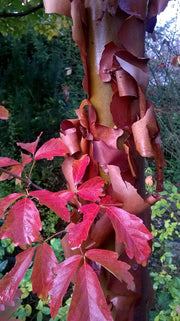 - Acer griseum - Paperbark Maple - Mr Maple │ Buy Japanese Maple Trees