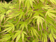 - Acer palmatum 'Green Strap' Rare Japanese Maple - Mr Maple │ Buy Japanese Maple Trees