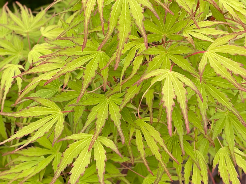 - Acer palmatum 'Green Strap' Rare Japanese Maple - Mr Maple │ Buy Japanese Maple Trees
