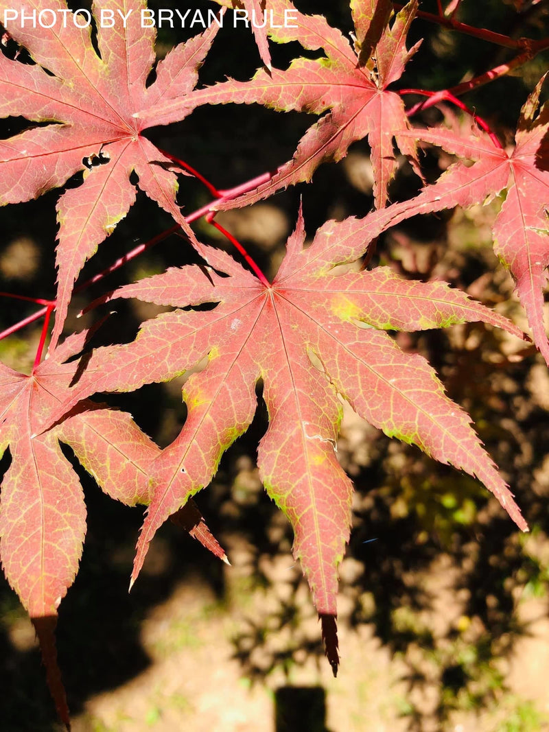 - FOR PICKUP ONLY | Acer palmatum 'Purple Ghost' Japanese Maple | DOES NOT SHIP - Mr Maple │ Buy Japanese Maple Trees