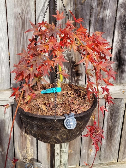 Acer palmatum 'Hoshi zora' Weeping Japanese Maple