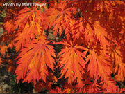- Acer japonicum 'Mai kujaku' Dancing Peacock Japanese Maple - Mr Maple │ Buy Japanese Maple Trees