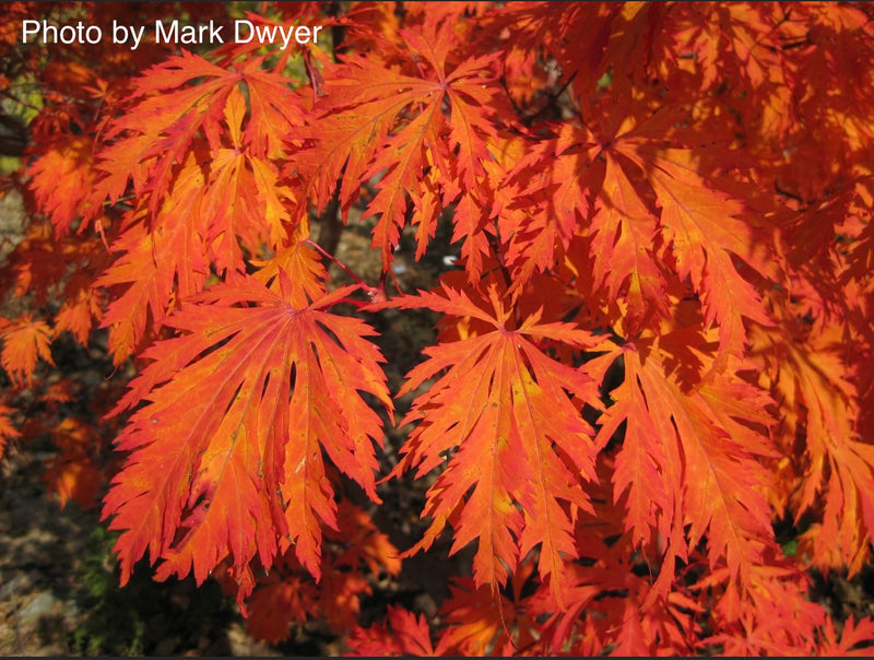 - Acer japonicum 'Mai kujaku' Dancing Peacock Japanese Maple - Mr Maple │ Buy Japanese Maple Trees
