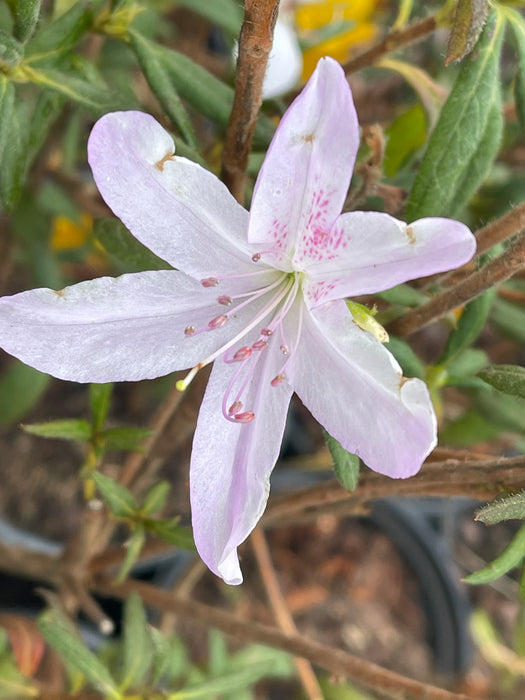 Azalea 'Lilacina’ Lavendar Southern Indica Azalea