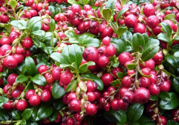 Vaccinium vitus-idaea ‘Red Candy’ Lingonberry Bush