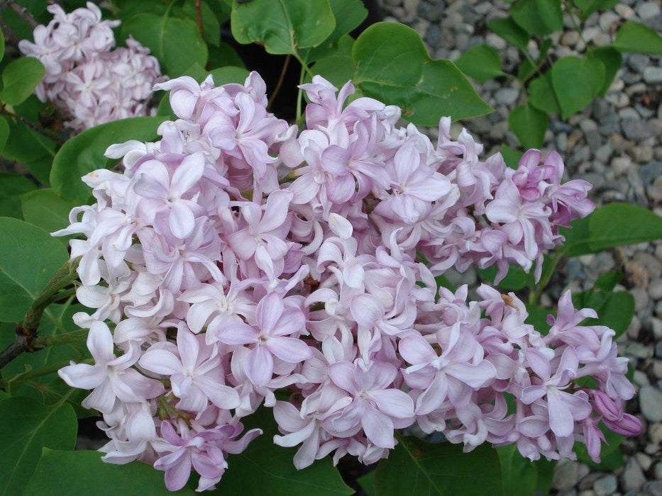 Syringa vulgaris ‘Edward J. Gardner' Double Lilac Tree