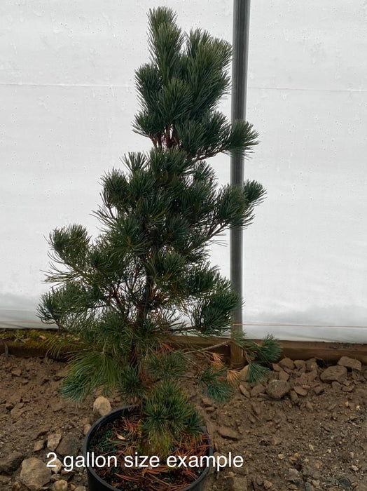 Pinus parviflora 'Cleary' Blue Japanese White Pine