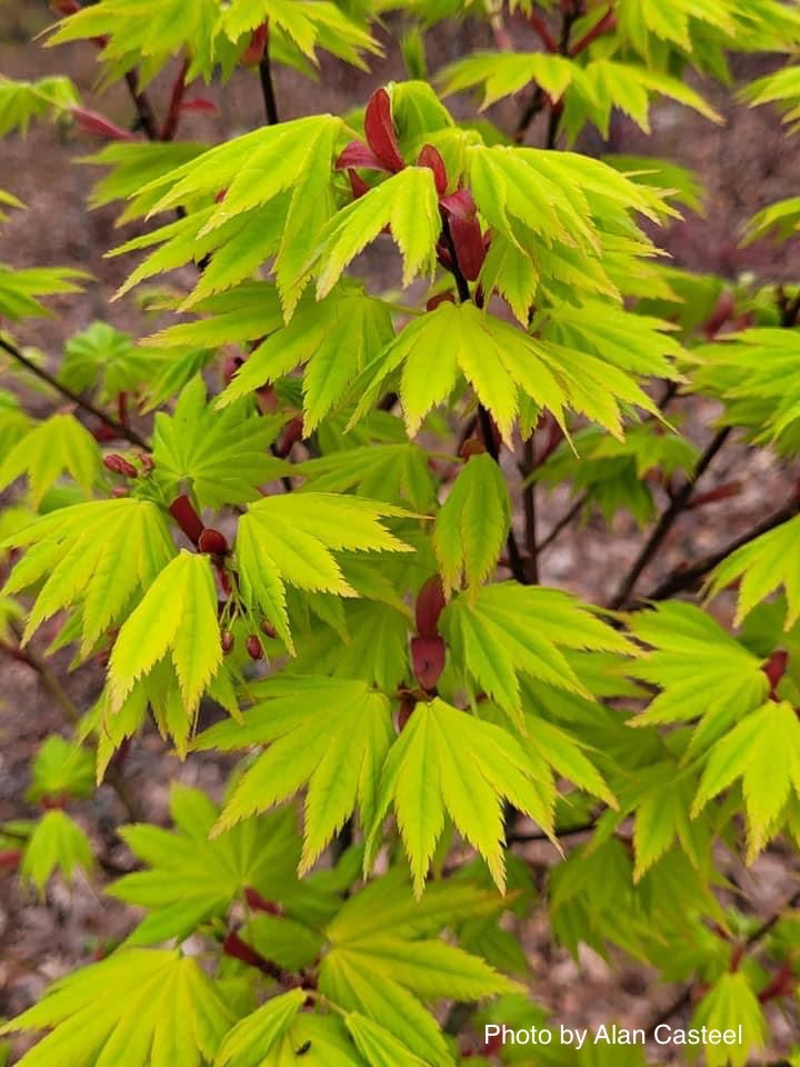 - Acer shirasawanum 'Jordan' Golden Full Moon Japanese Maple - Mr Maple │ Buy Japanese Maple Trees
