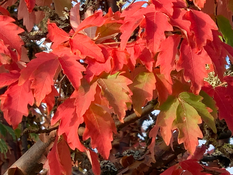 - Acer griseum - Paperbark Maple - Mr Maple │ Buy Japanese Maple Trees