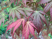 - Acer shirasawanum 'Bronze Age' Bronze Full Moon Japanese Maple - Mr Maple │ Buy Japanese Maple Trees