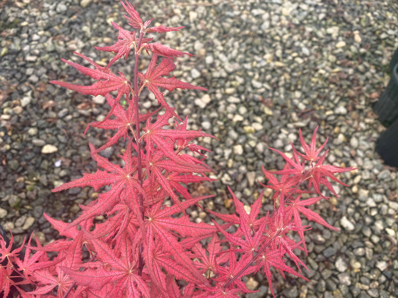- Acer palmatum 'Celebration' Japanese Maple - Mr Maple │ Buy Japanese Maple Trees
