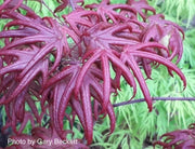 - Acer palmatum 'Peve Starfish' Japanese Maple - Mr Maple │ Buy Japanese Maple Trees