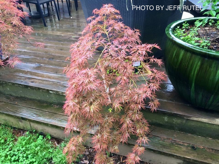 FOR PICKUP ONLY | Acer palmatum 'Irish Lace' Japanese Maple | DOES NOT SHIP