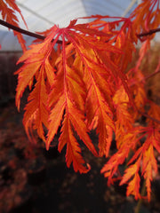 - Acer palmatum 'Jeddeloh Orange' Weeping Japanese Maple - Mr Maple │ Buy Japanese Maple Trees
