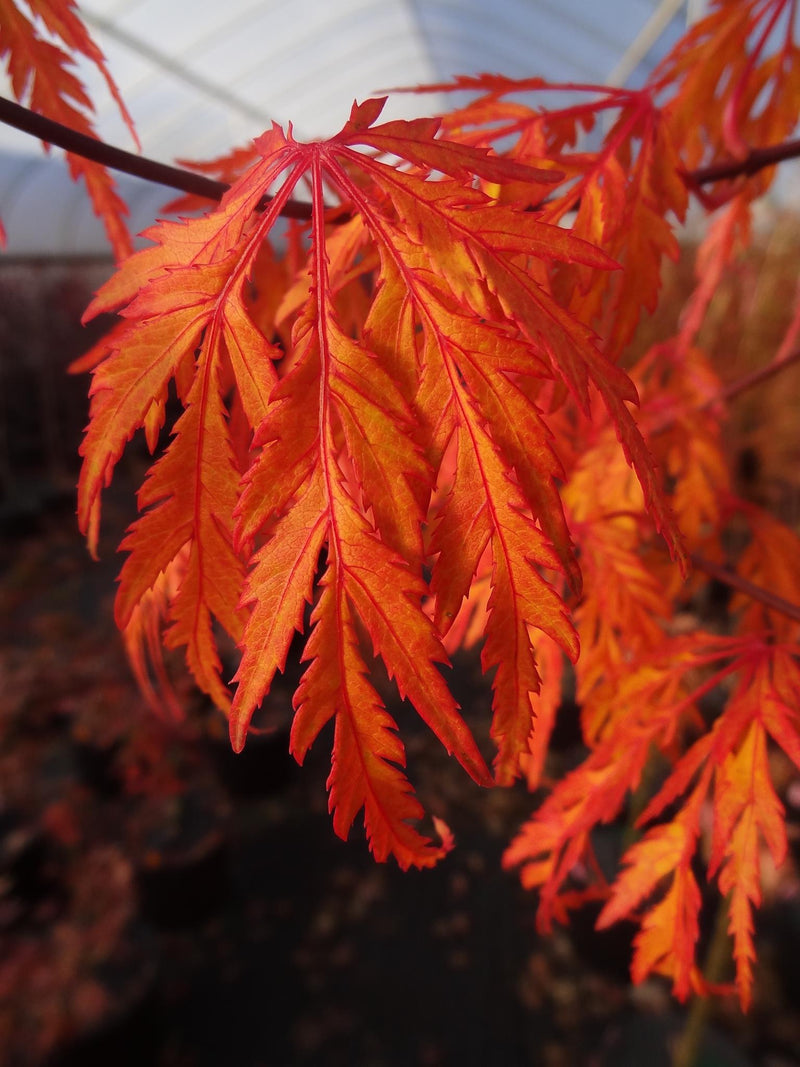 - Acer palmatum 'Jeddeloh Orange' Weeping Japanese Maple - Mr Maple │ Buy Japanese Maple Trees