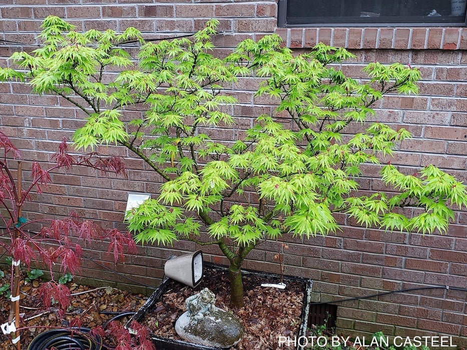 Acer palmatum 'Mikawa yatsubusa' Lollipop Dwarf Japanese Maple