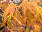 - Acer palmatum 'Kristin's Star' Japanese Maple - Mr Maple │ Buy Japanese Maple Trees