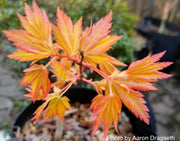 - Acer palmatum 'Dragon Master' Golden Weeping Japanese Maple - Mr Maple │ Buy Japanese Maple Trees