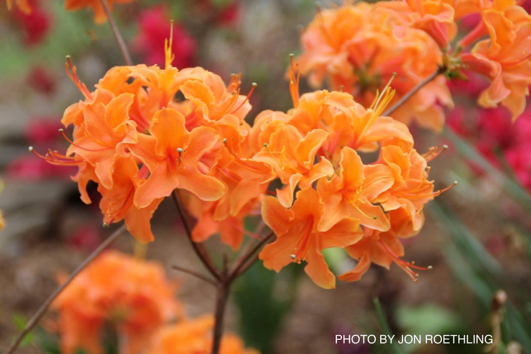 Azalea 'Mandarin Lights’ Orange Flowers Deciduous Azalea
