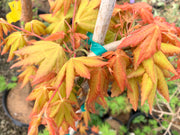 - Acer palmatum 'Dragon Master' Golden Weeping Japanese Maple - Mr Maple │ Buy Japanese Maple Trees