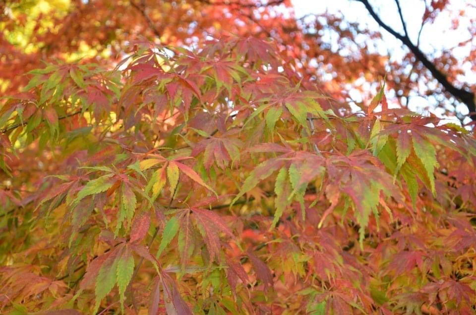 Acer palmatum 'Elegans' Japanese Maple
