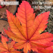 - Acer japonicum 'Taki no gawa' Full Moon Japanese Maple - Mr Maple │ Buy Japanese Maple Trees