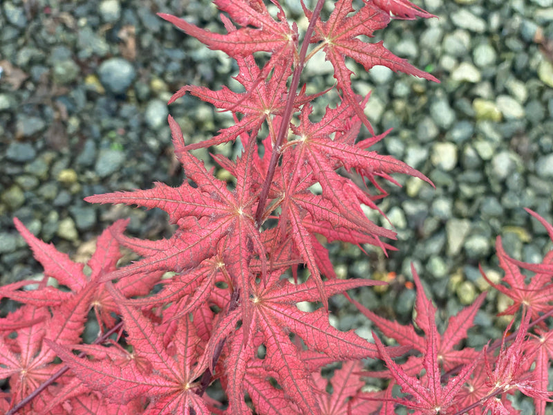 - Acer palmatum 'Celebration' Japanese Maple - Mr Maple │ Buy Japanese Maple Trees