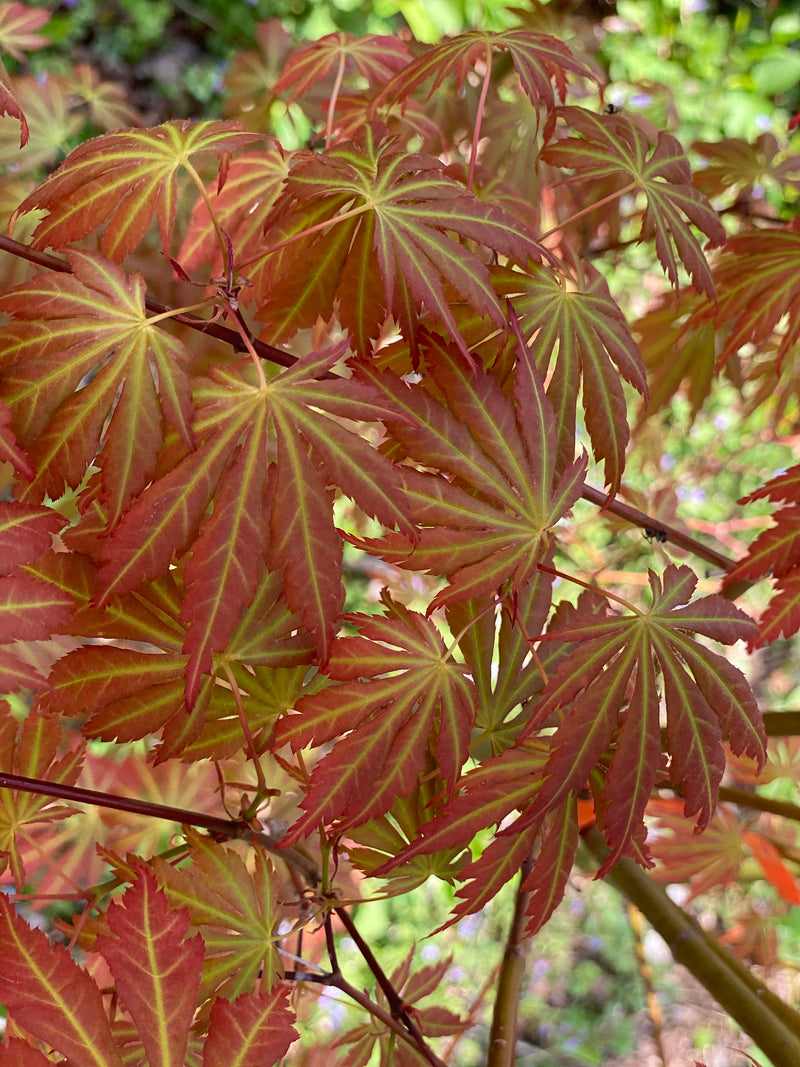 - Acer shirasawanum 'Bronze Age' Bronze Full Moon Japanese Maple - Mr Maple │ Buy Japanese Maple Trees