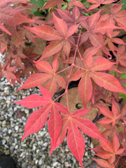- Acer palmatum 'Gable's Glory' Chameleon Japanese Maple - Mr Maple │ Buy Japanese Maple Trees