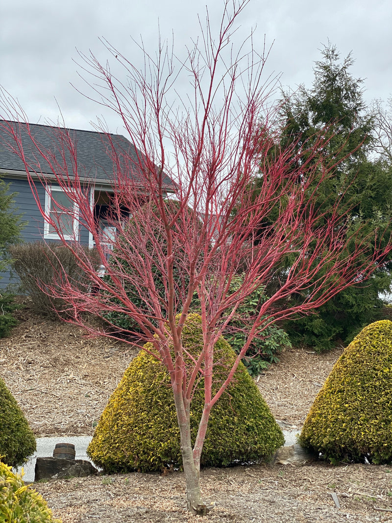 - Acer palmatum 'Sango kaku' Coral Bark Japanese Maple - Mr Maple │ Buy Japanese Maple Trees