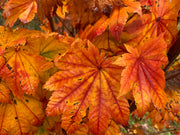 - Acer japonicum 'Taki no gawa' Full Moon Japanese Maple - Mr Maple │ Buy Japanese Maple Trees