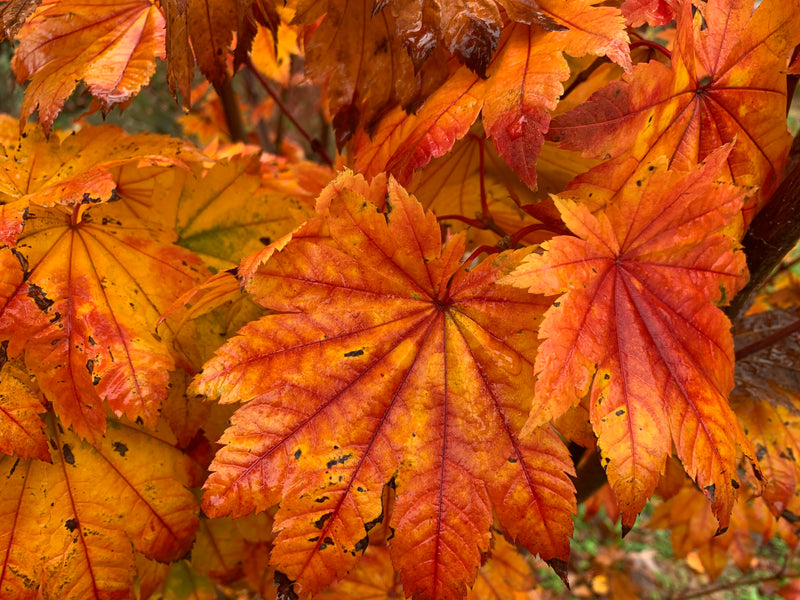 - Acer japonicum 'Taki no gawa' Full Moon Japanese Maple - Mr Maple │ Buy Japanese Maple Trees