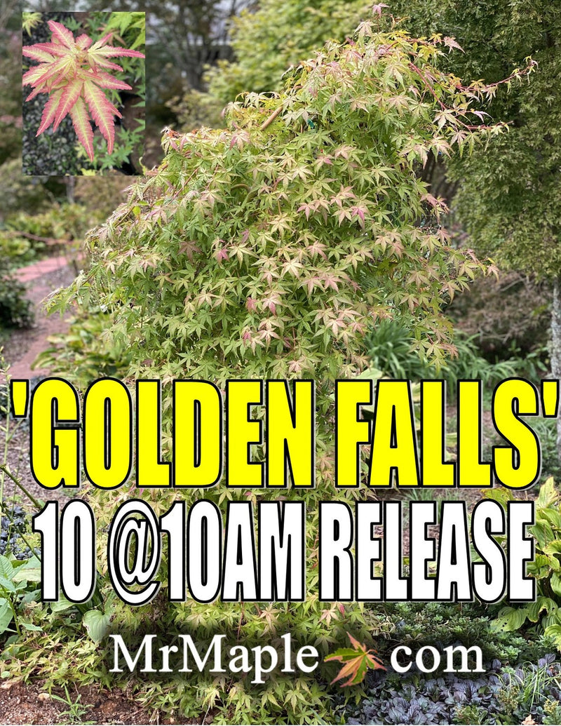 - Acer palmatum 'Golden Falls' Weeping Golden Japanese Maple - Mr Maple │ Buy Japanese Maple Trees