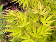 - Acer palmatum 'Green Strap' Rare Japanese Maple - Mr Maple │ Buy Japanese Maple Trees