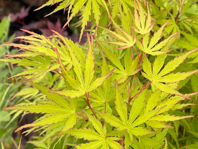 - Acer palmatum 'Green Strap' Rare Japanese Maple - Mr Maple │ Buy Japanese Maple Trees