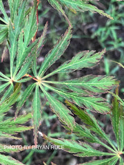 - Acer palmatum 'Jeddeloh Orange' Weeping Japanese Maple - Mr Maple │ Buy Japanese Maple Trees