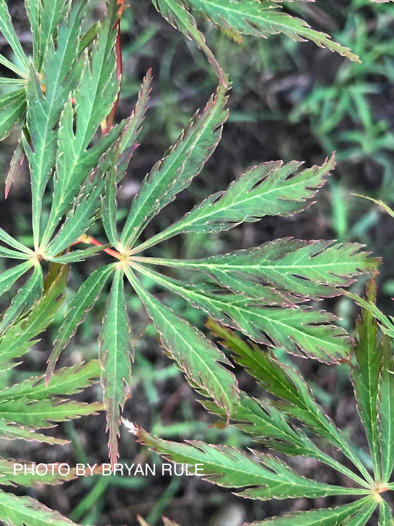 - Acer palmatum 'Jeddeloh Orange' Weeping Japanese Maple - Mr Maple │ Buy Japanese Maple Trees