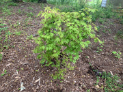 - Acer palmatum 'Fountain of Youth' Japanese Maple - Mr Maple │ Buy Japanese Maple Trees