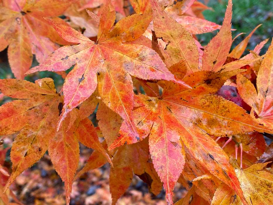 Acer palmatum 'Ogon sarasa' Golden Calico Cloth Japanese Maple
