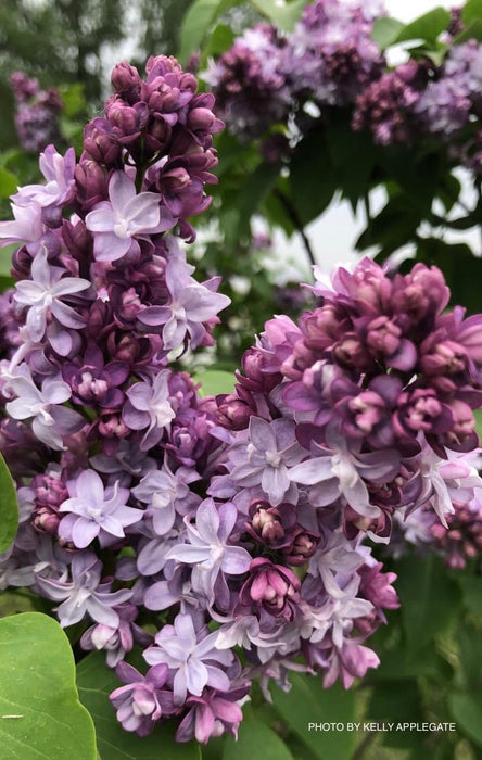 Syringa vulgaris ‘Nadezhda' Double Lilac Tree
