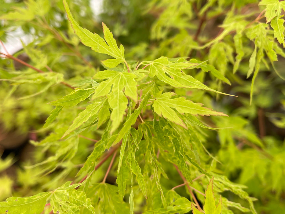 Acer palmatum 'Cloud of Dragons' Rare Japanese Maple